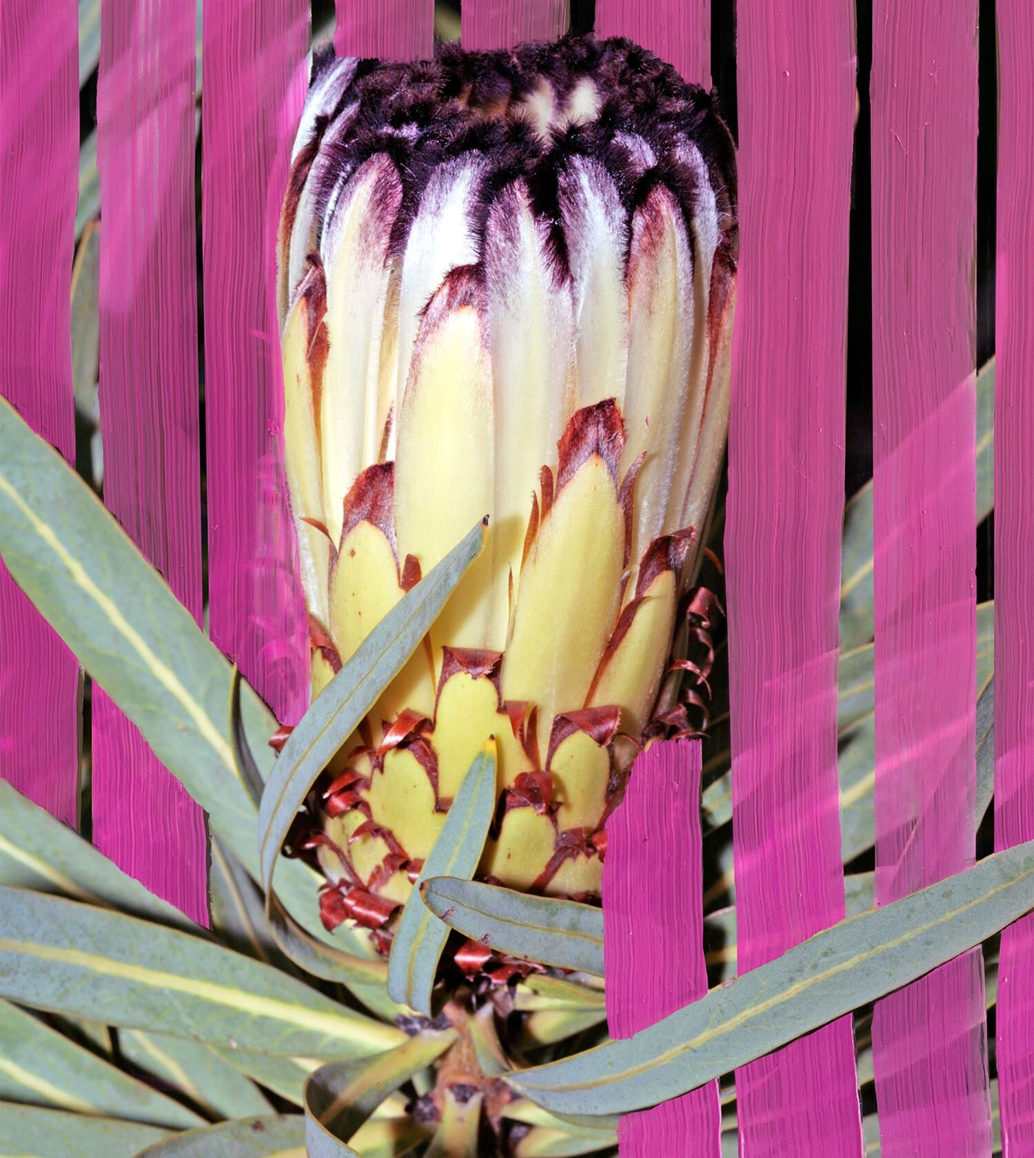 inflorescence_olfactive-image-1500x1680-3
